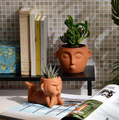 Resistencia a las manchas de las plantas de terracota en interiores